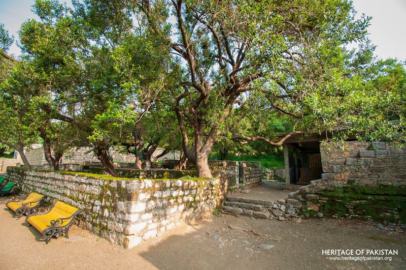 Mature tree shelters weathered stone walls at Mohra Moradu Taxila